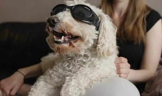 Scene from the film In Dog Years